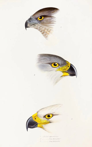 A synopsis of the birds of Australia and adjacent islands Pl44 - Elizabeth Gould — artwork view
