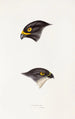 A synopsis of the birds of Australia and adjacent islands Pl45 - Elizabeth Gould — artwork view
