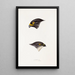 A synopsis of the birds of Australia and adjacent islands Pl45 - Elizabeth Gould — framed artwork on a wall