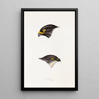 A synopsis of the birds of Australia and adjacent islands Pl45 - Elizabeth Gould — framed artwork on a wall