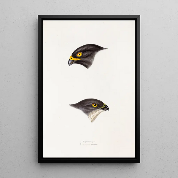 A synopsis of the birds of Australia and adjacent islands Pl45 - Elizabeth Gould — framed artwork on a wall