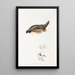An overview of the birds of Australia and adjacent islands Pl46 - Elizabeth Gould — framed artwork on a wall