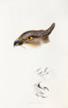 An overview of the birds of Australia and adjacent islands Pl46 - Elizabeth Gould — artwork view
