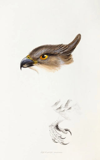 An overview of the birds of Australia and adjacent islands Pl46 - Elizabeth Gould — artwork view