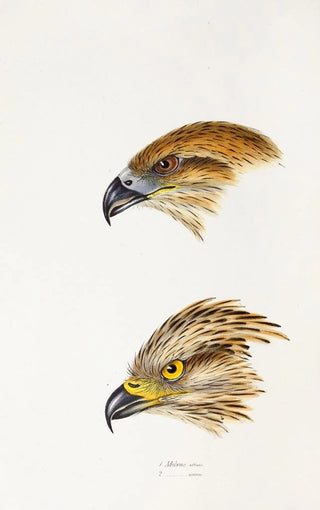 A synopsis of the birds of Australia and adjacent islands Pl47 - Elizabeth Gould — artwork view
