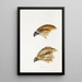 A synopsis of the birds of Australia and adjacent islands Pl47 - Elizabeth Gould — framed artwork on a wall