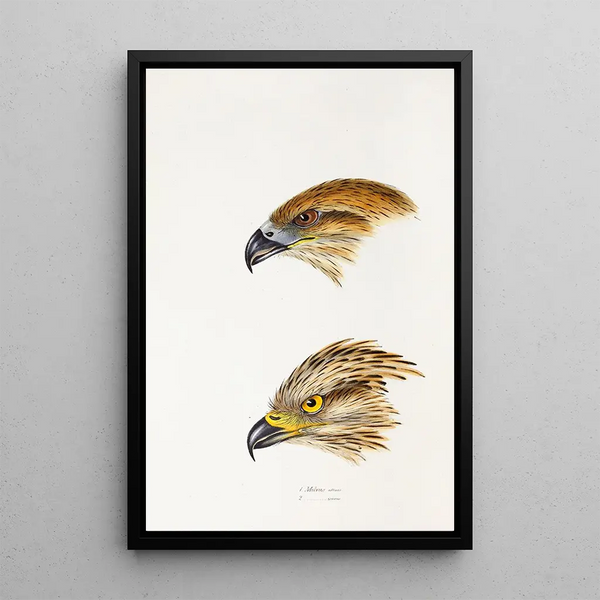 A synopsis of the birds of Australia and adjacent islands Pl47 - Elizabeth Gould — framed artwork on a wall