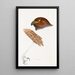 A synopsis of the birds of Australia and adjacent islands Pl48 - Elizabeth Gould — framed artwork on a wall