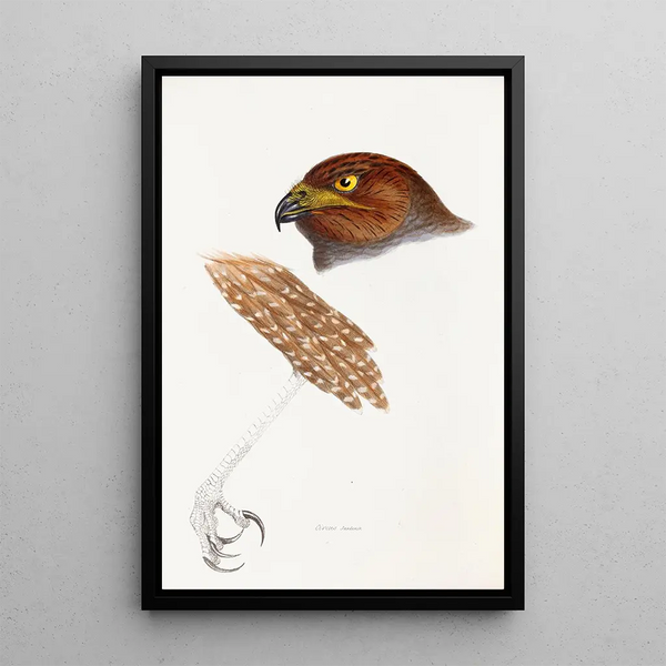 A synopsis of the birds of Australia and adjacent islands Pl48 - Elizabeth Gould — framed artwork on a wall