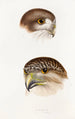 A synopsis of the birds of Australia and adjacent islands Pl49 - Elizabeth Gould — artwork view
