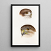 A synopsis of the birds of Australia and adjacent islands Pl49 - Elizabeth Gould — framed artwork on a wall