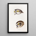 A synopsis of the birds of Australia and adjacent islands Pl50 - Elizabeth Gould — framed artwork on a wall