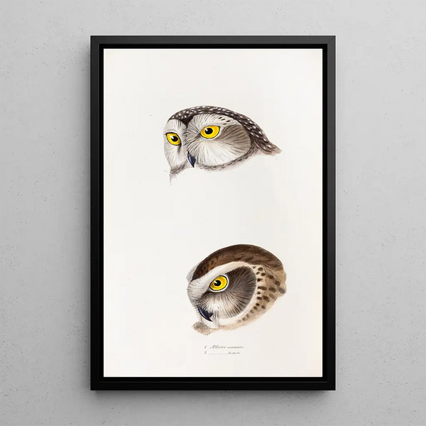 A synopsis of the birds of Australia and adjacent islands Pl50 - Elizabeth Gould — framed artwork on a wall