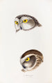 A synopsis of the birds of Australia and adjacent islands Pl50 - Elizabeth Gould — artwork view