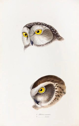 A synopsis of the birds of Australia and adjacent islands Pl50 - Elizabeth Gould — artwork view