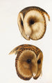 An overview of the birds of Australia and adjacent islands Pl51 - Elizabeth Gould — artwork view