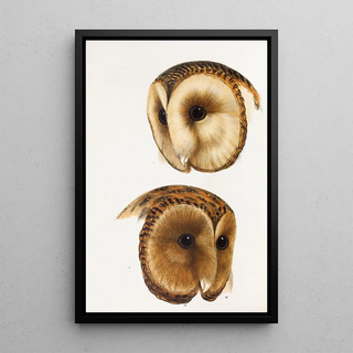 An overview of the birds of Australia and adjacent islands Pl51 - Elizabeth Gould — framed artwork on a wall
