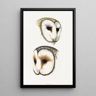 An overview of the birds of Australia and adjacent islands Pl52 - Elizabeth Gould — framed artwork on a wall