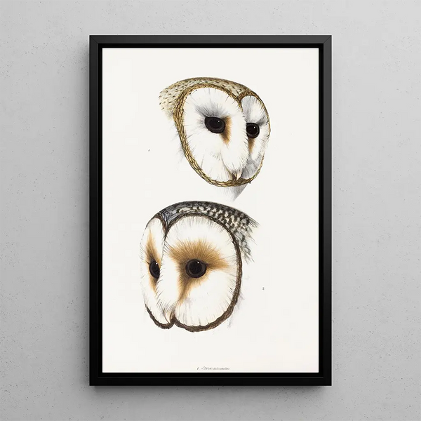 An overview of the birds of Australia and adjacent islands Pl52 - Elizabeth Gould — framed artwork on a wall