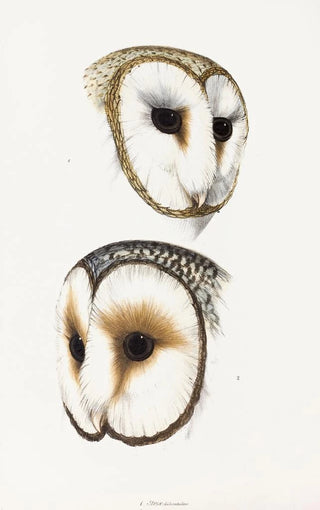 An overview of the birds of Australia and adjacent islands Pl52 - Elizabeth Gould — artwork view