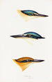 An overview of the birds of Australia and adjacent islands Pl53 - Elizabeth Gould — artwork view