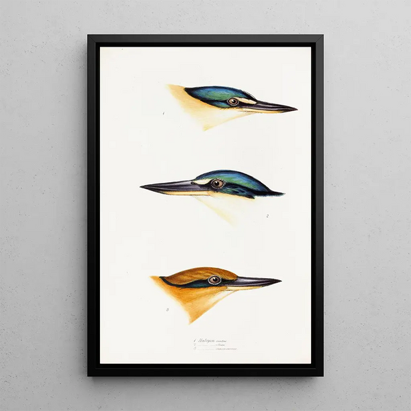 An overview of the birds of Australia and adjacent islands Pl53 - Elizabeth Gould — framed artwork on a wall