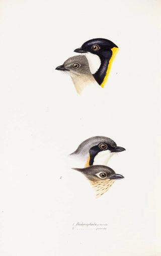 An overview of the birds of Australia and adjacent islands Pl54 - Elizabeth Gould — artwork view