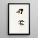An overview of the birds of Australia and adjacent islands Pl54 - Elizabeth Gould — framed artwork on a wall