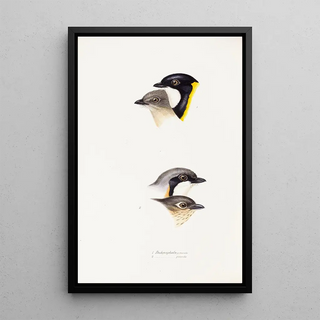An overview of the birds of Australia and adjacent islands Pl54 - Elizabeth Gould — framed artwork on a wall