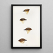 An overview of the birds of Australia and adjacent islands Pl55 - Elizabeth Gould — framed artwork on a wall