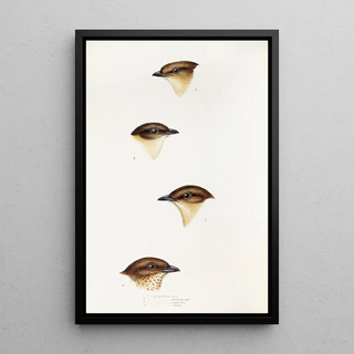 An overview of the birds of Australia and adjacent islands Pl55 - Elizabeth Gould — framed artwork on a wall