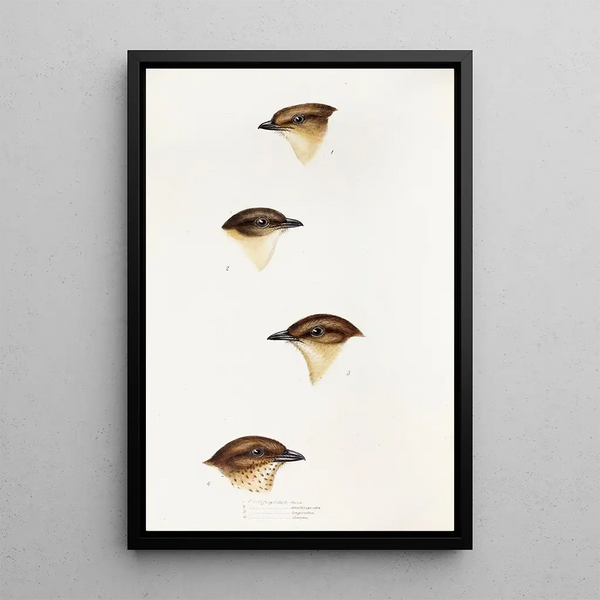 An overview of the birds of Australia and adjacent islands Pl55 - Elizabeth Gould — framed artwork on a wall