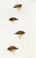 An overview of the birds of Australia and adjacent islands Pl55 - Elizabeth Gould — artwork view