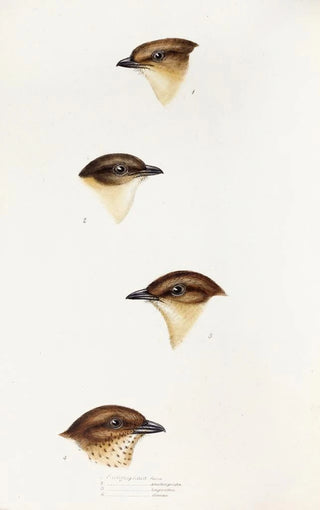 An overview of the birds of Australia and adjacent islands Pl55 - Elizabeth Gould — artwork view
