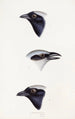 An overview of the birds of Australia and adjacent islands Pl56 - Elizabeth Gould — artwork view