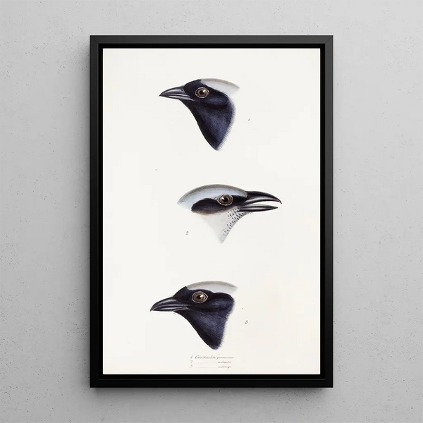An overview of the birds of Australia and adjacent islands Pl56 - Elizabeth Gould — framed artwork on a wall