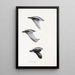 An overview of the birds of Australia and adjacent islands Pl57 - Elizabeth Gould — framed artwork on a wall