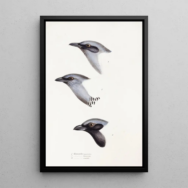 An overview of the birds of Australia and adjacent islands Pl57 - Elizabeth Gould — framed artwork on a wall