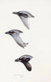 An overview of the birds of Australia and adjacent islands Pl57 - Elizabeth Gould — artwork view