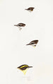An overview of the birds of Australia and adjacent islands Pl58 - Elizabeth Gould — artwork view