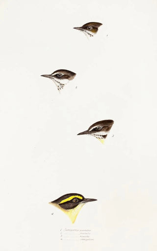 An overview of the birds of Australia and adjacent islands Pl58 - Elizabeth Gould — artwork view
