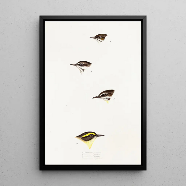 An overview of the birds of Australia and adjacent islands Pl58 - Elizabeth Gould — framed artwork on a wall