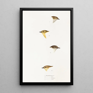 An overview of the birds of Australia and adjacent islands Pl59 - Elizabeth Gould — framed artwork on a wall