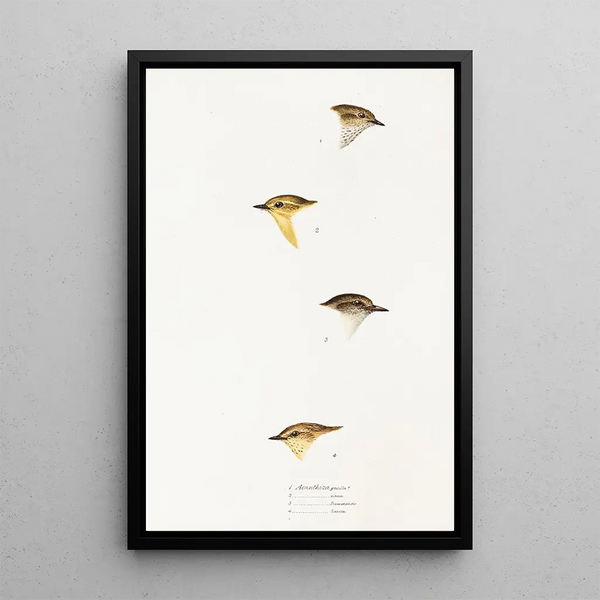 An overview of the birds of Australia and adjacent islands Pl59 - Elizabeth Gould — framed artwork on a wall