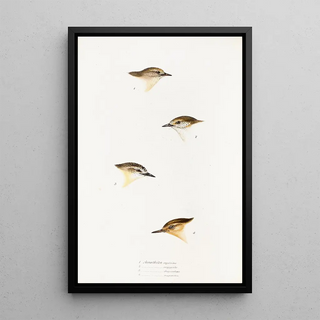 An overview of the birds of Australia and adjacent islands Pl60 - Elizabeth Gould — framed artwork on a wall