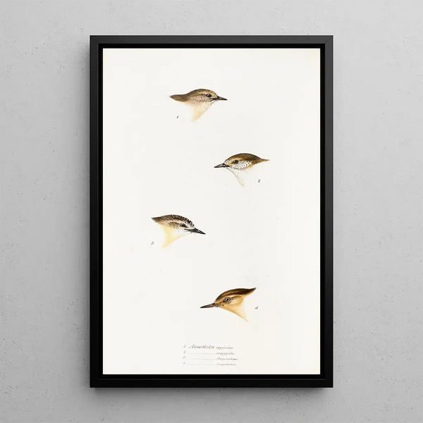 An overview of the birds of Australia and adjacent islands Pl60 - Elizabeth Gould — framed artwork on a wall