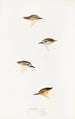 An overview of the birds of Australia and adjacent islands Pl60 - Elizabeth Gould — artwork view