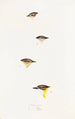An overview of the birds of Australia and adjacent islands Pl61 - Elizabeth Gould — artwork view