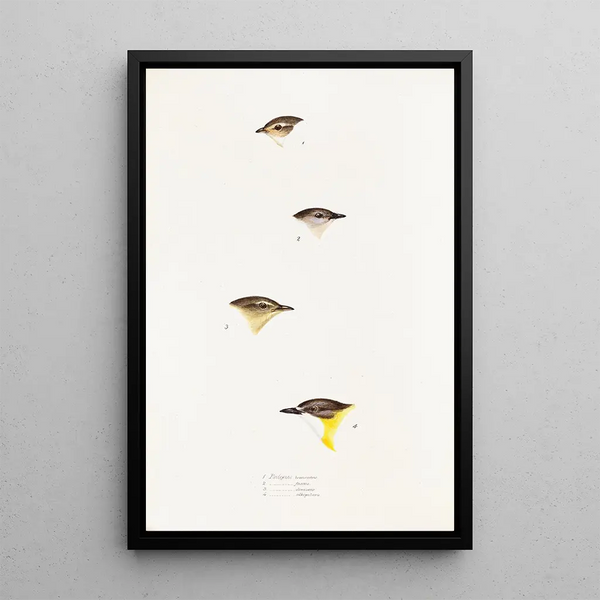 An overview of the birds of Australia and adjacent islands Pl61 - Elizabeth Gould — framed artwork on a wall