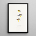 An overview of the birds of Australia and adjacent islands Pl62 - Elizabeth Gould — framed artwork on a wall